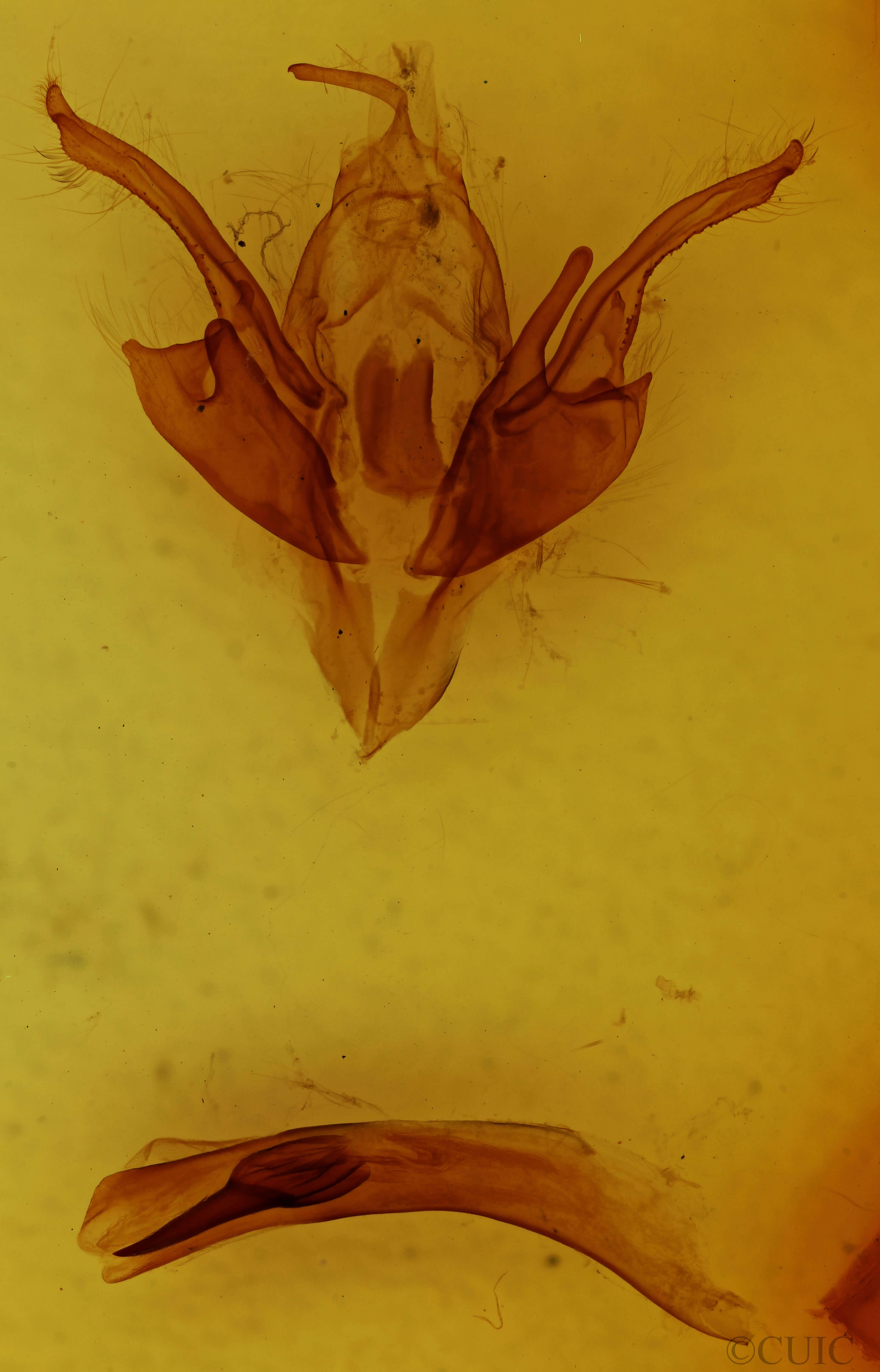 genitalia view of adult Chaetaglaea tremula