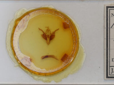 slide view of adult Chaetaglaea tremula