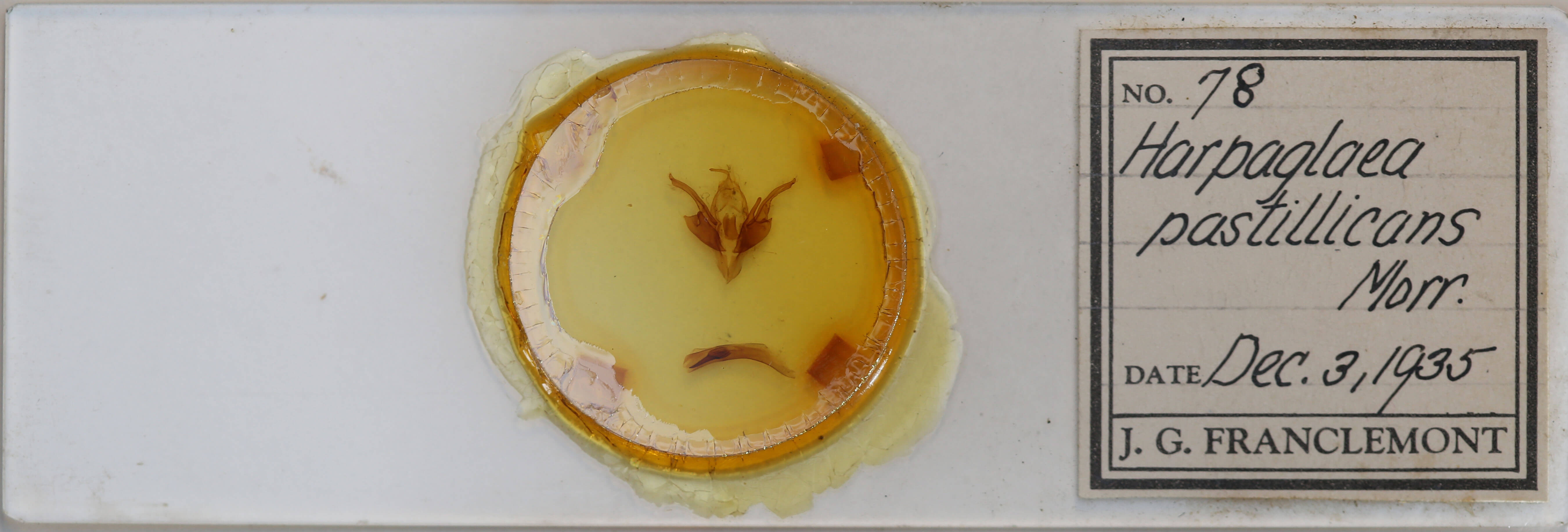 slide view of adult Chaetaglaea tremula