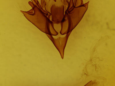 genitalia view of adult Chaetaglaea tremula