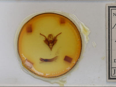 slide view of adult Chaetaglaea tremula