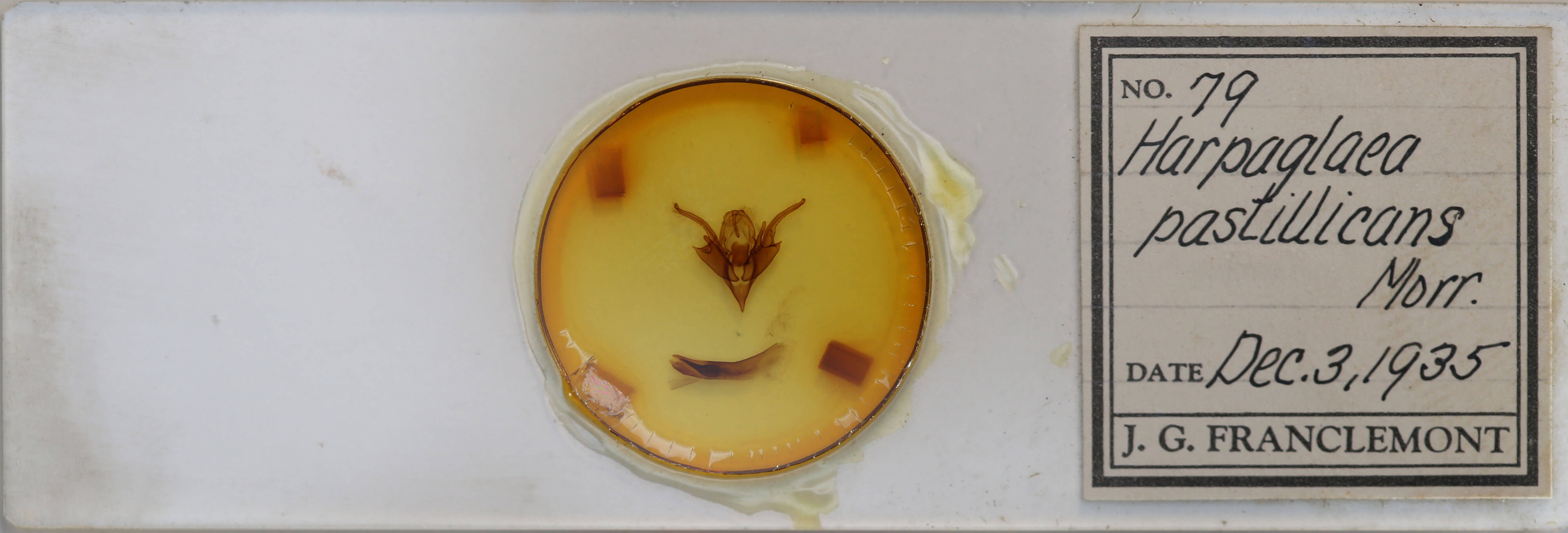 slide view of adult Chaetaglaea tremula