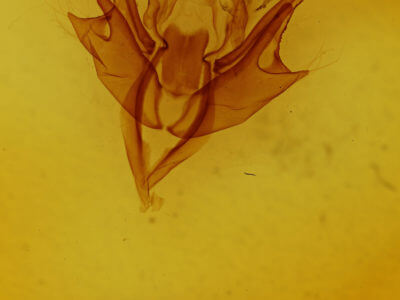 genitalia view of adult Chaetaglaea tremula