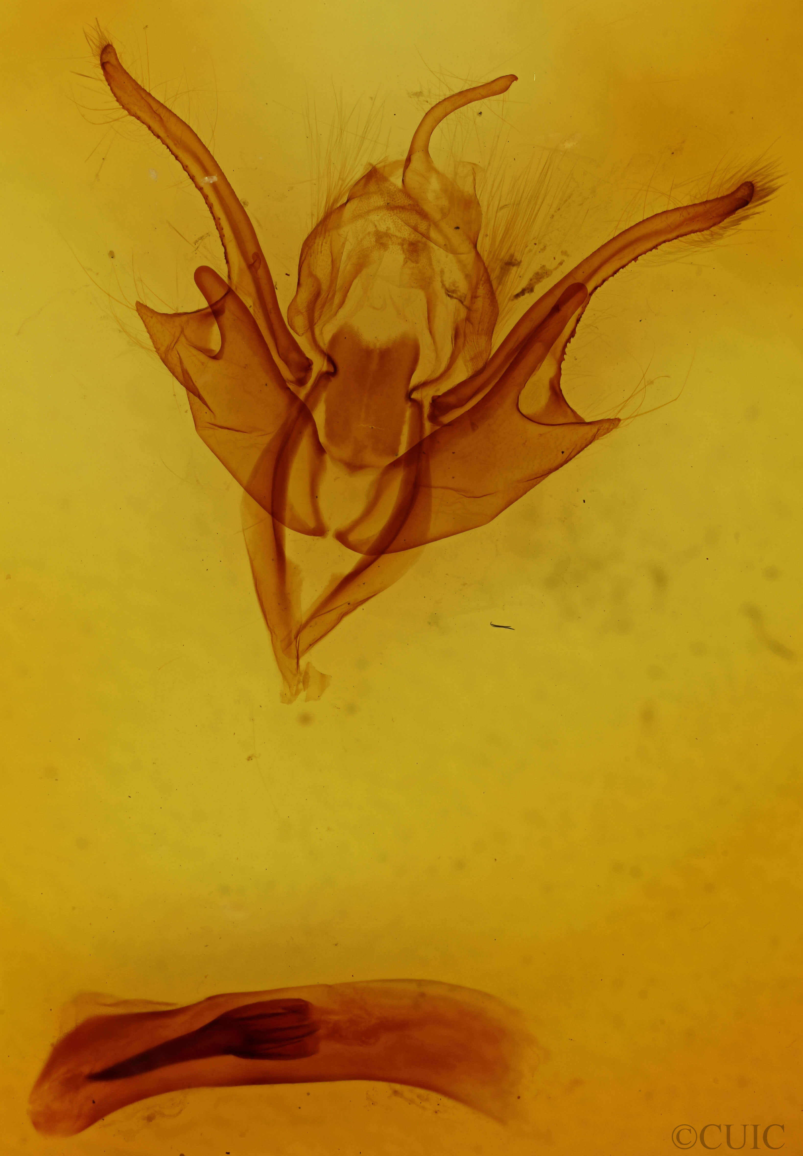 genitalia view of adult Chaetaglaea tremula