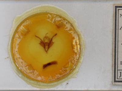 slide view of adult Chaetaglaea tremula