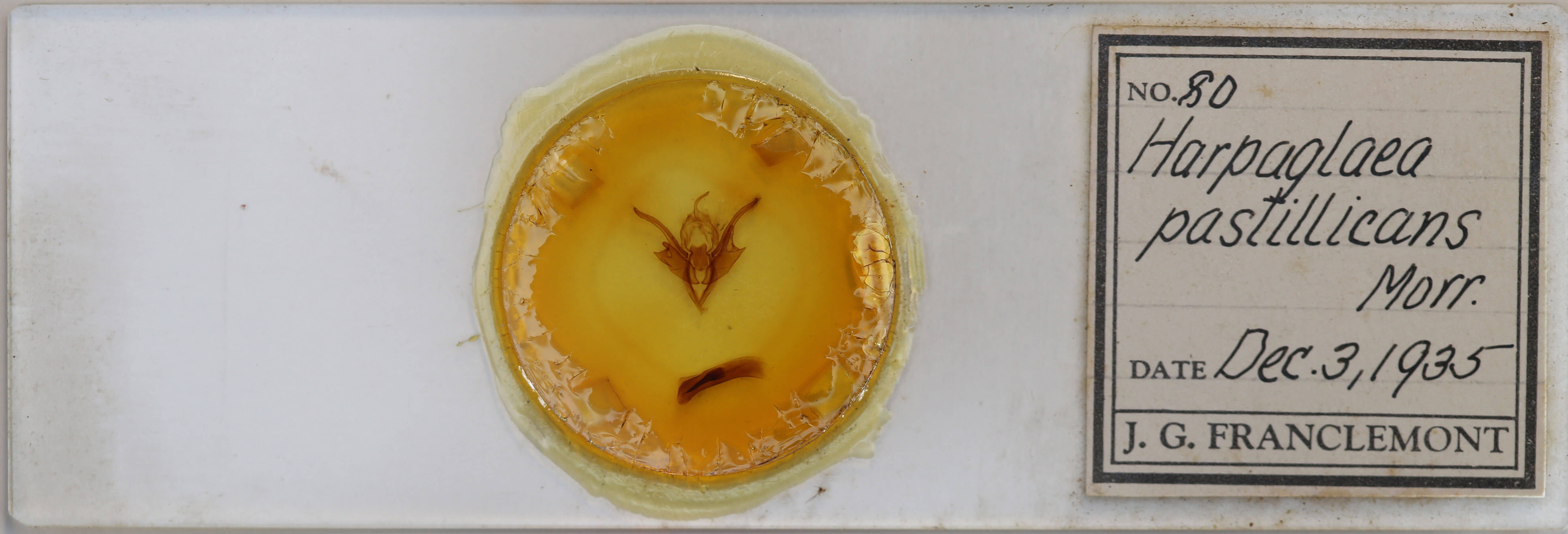 slide view of adult Chaetaglaea tremula