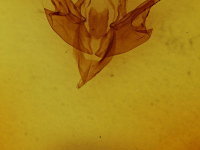 genitalia view of adult Chaetaglaea tremula