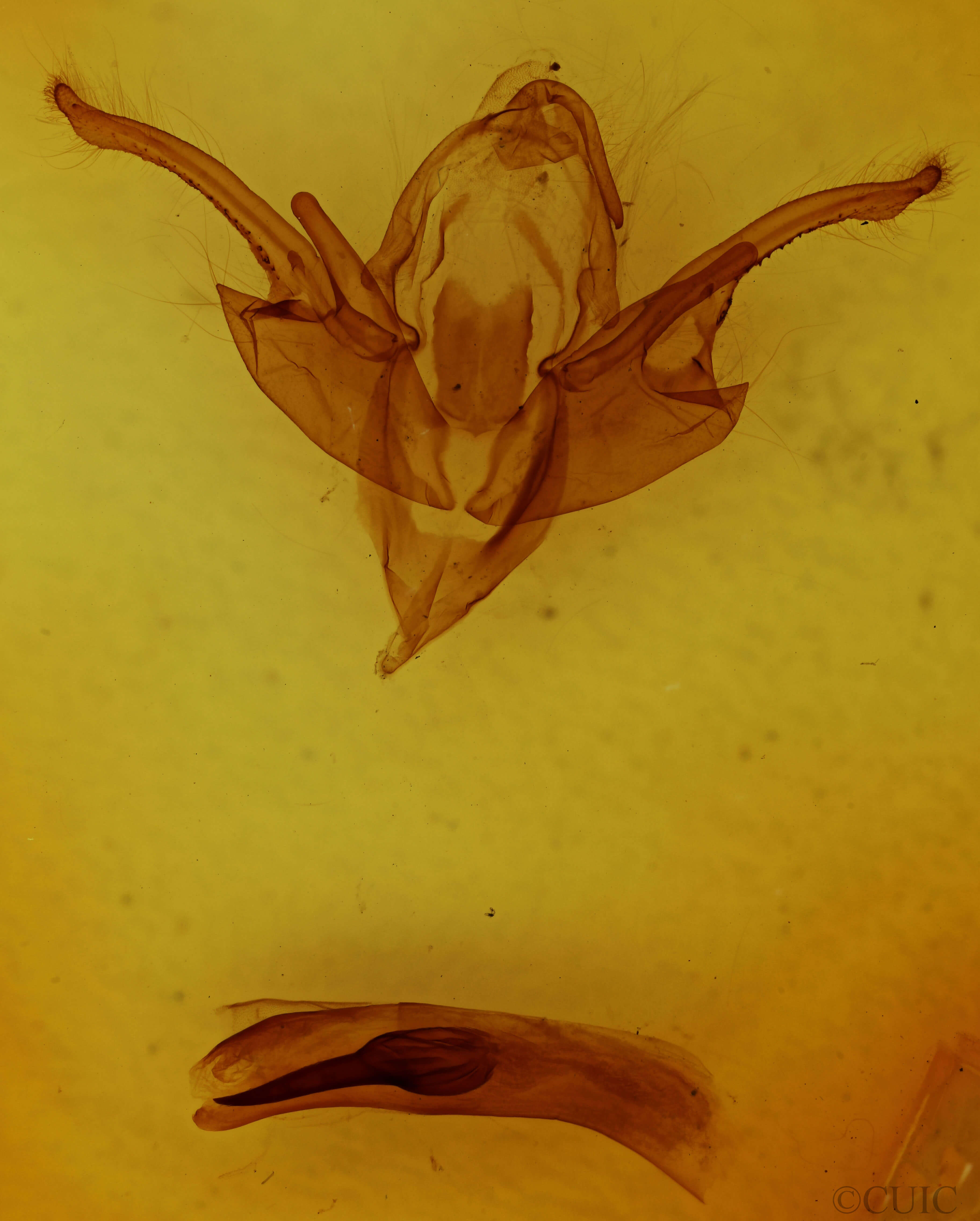 genitalia view of adult Chaetaglaea tremula