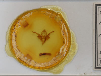 slide view of adult Chaetaglaea tremula