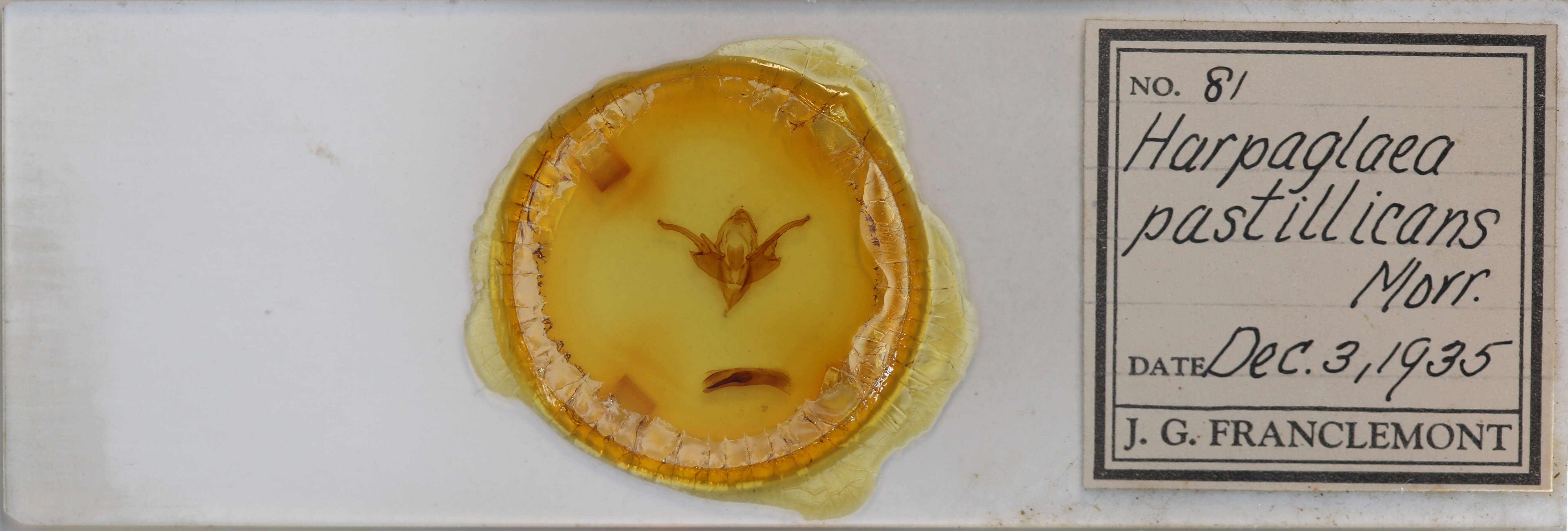 slide view of adult Chaetaglaea tremula