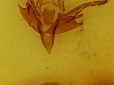 genitalia view of adult Chaetaglaea tremula
