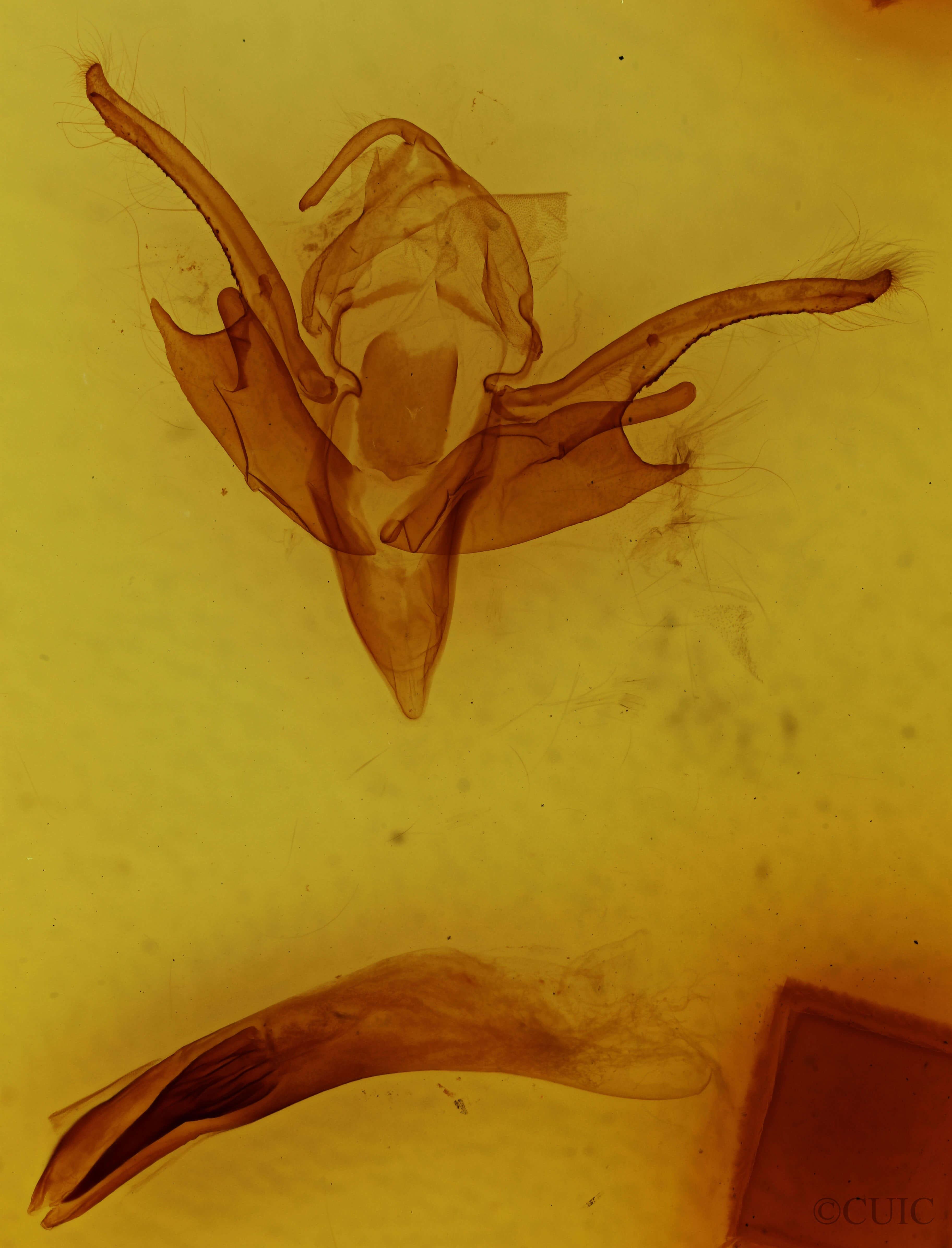 genitalia view of adult Chaetaglaea tremula