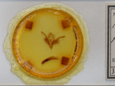 slide view of adult Chaetaglaea tremula