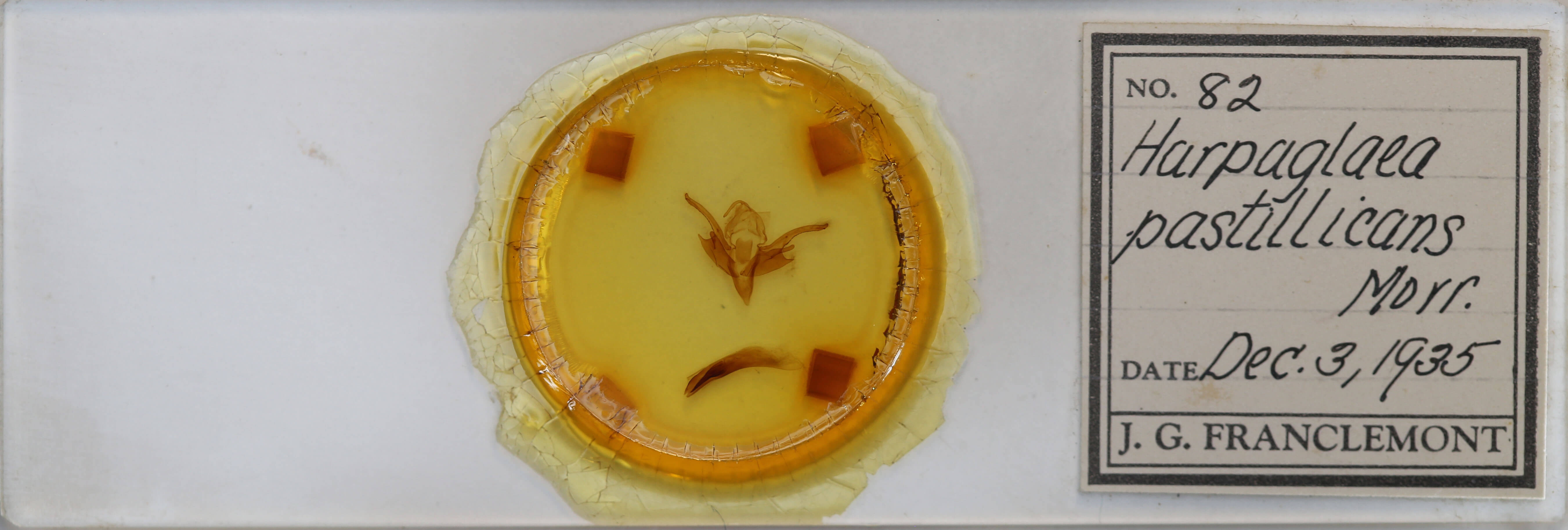 slide view of adult Chaetaglaea tremula