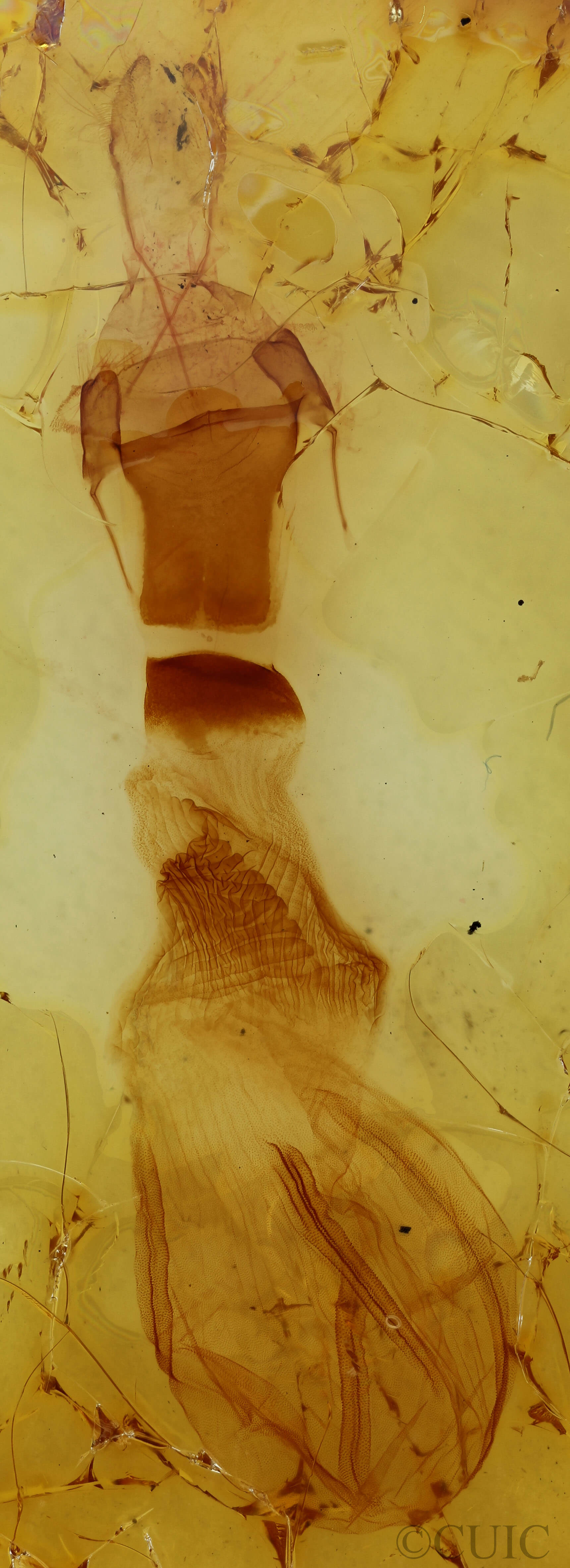 genitalia view of adult Chaetaglaea tremula