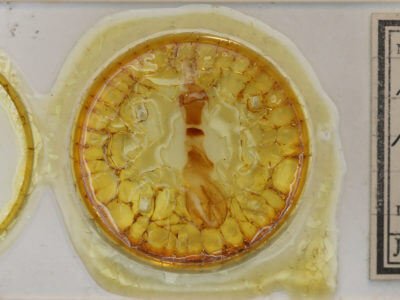 slide view of adult Chaetaglaea tremula