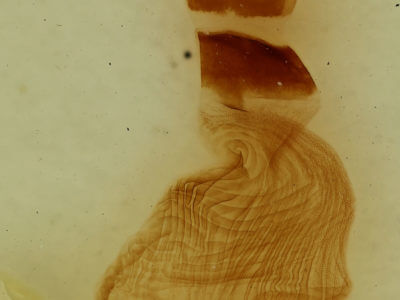 genitalia view of adult Chaetaglaea tremula