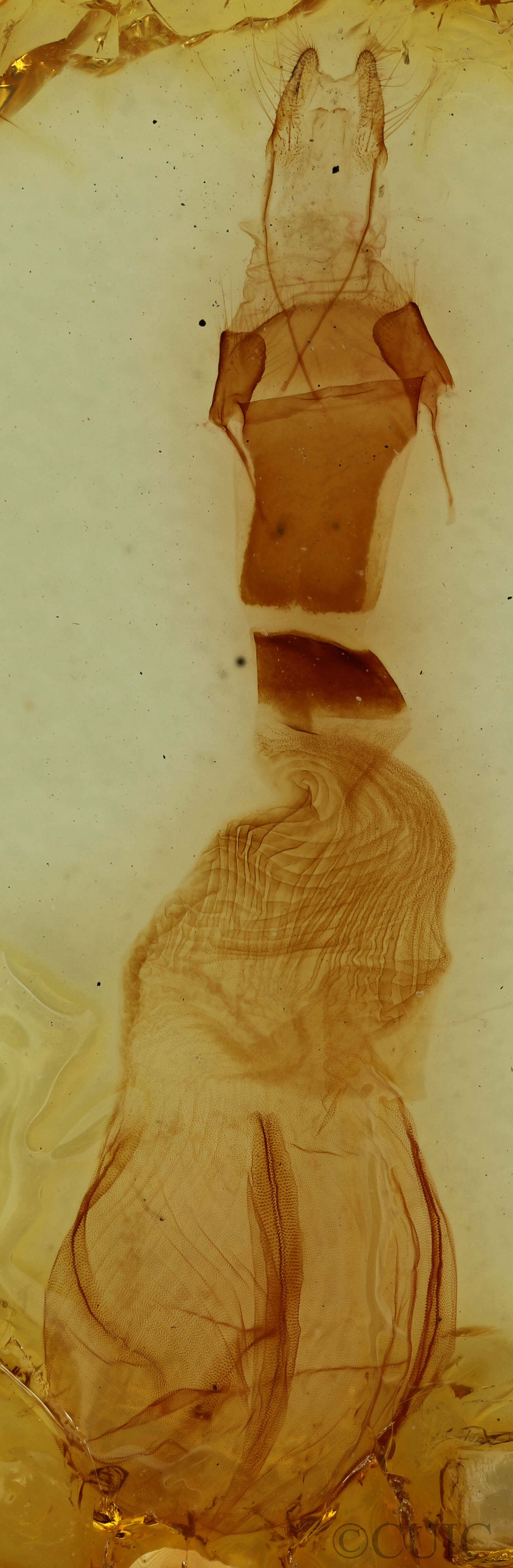 genitalia view of adult Chaetaglaea tremula