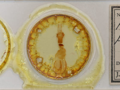 slide view of adult Chaetaglaea tremula