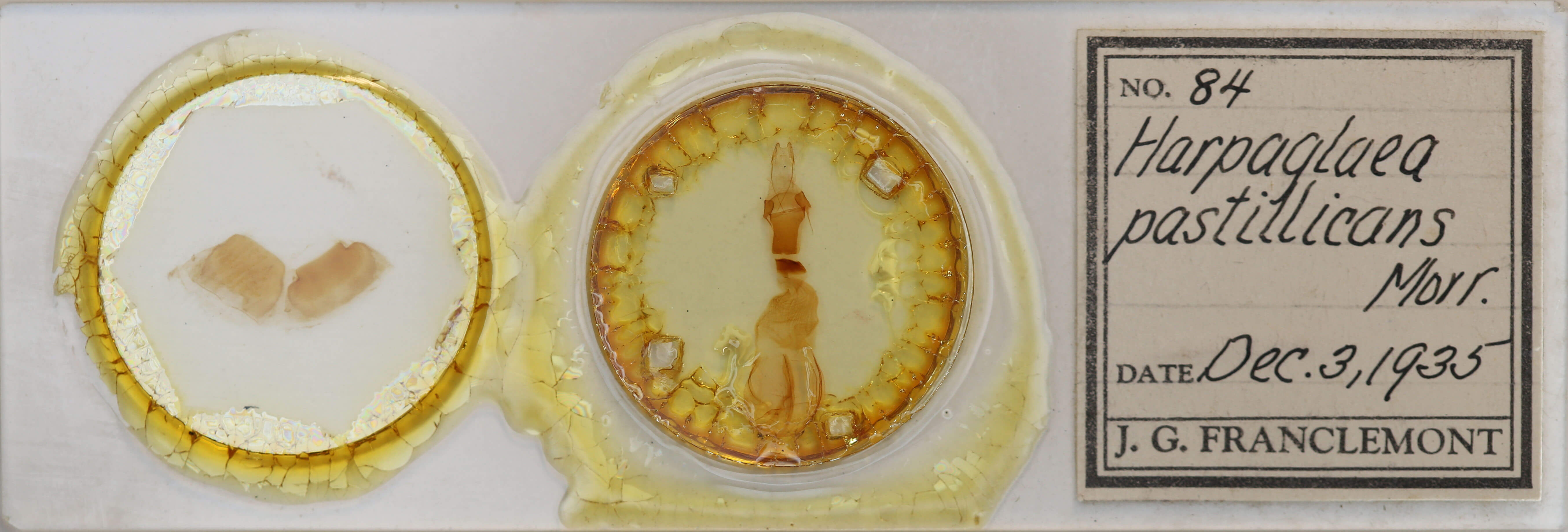 slide view of adult Chaetaglaea tremula