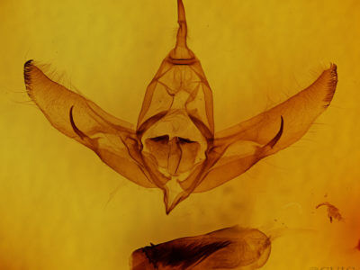 genitalia view of adult Copivaleria grotei