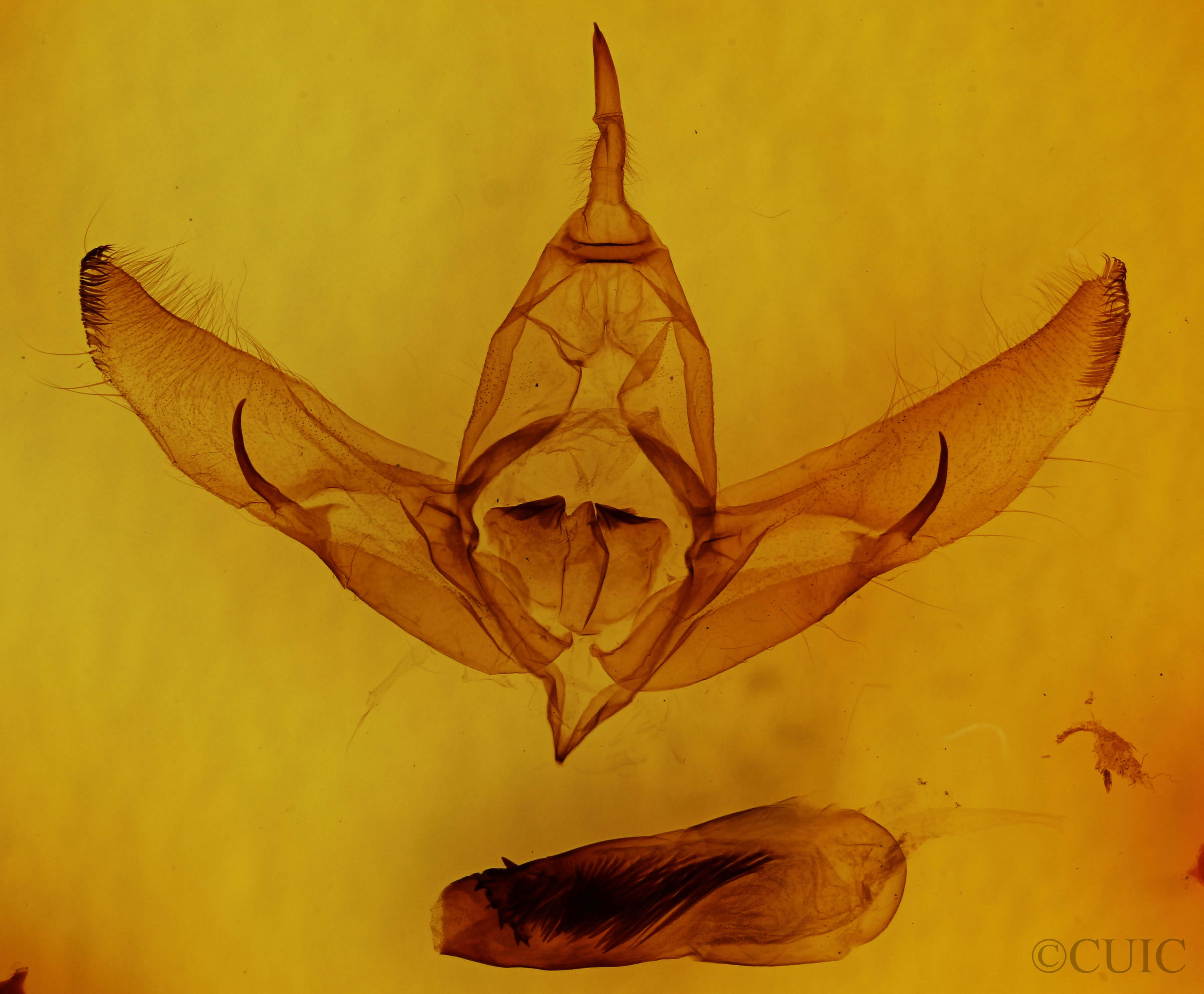 genitalia view of adult Copivaleria grotei