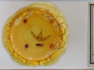 slide view of adult Copivaleria grotei