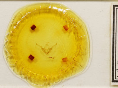 slide view of adult Cucullia gnaphalii