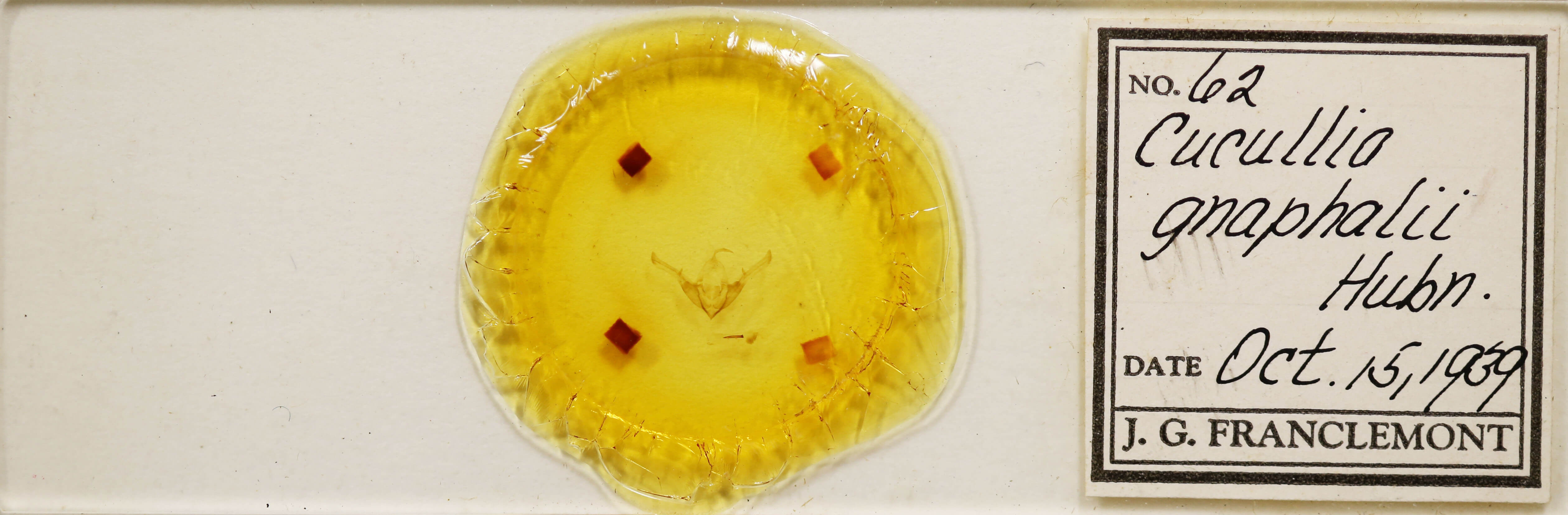 slide view of adult Cucullia gnaphalii