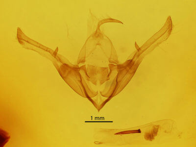 genitalia view of adult Cucullia gnaphalii