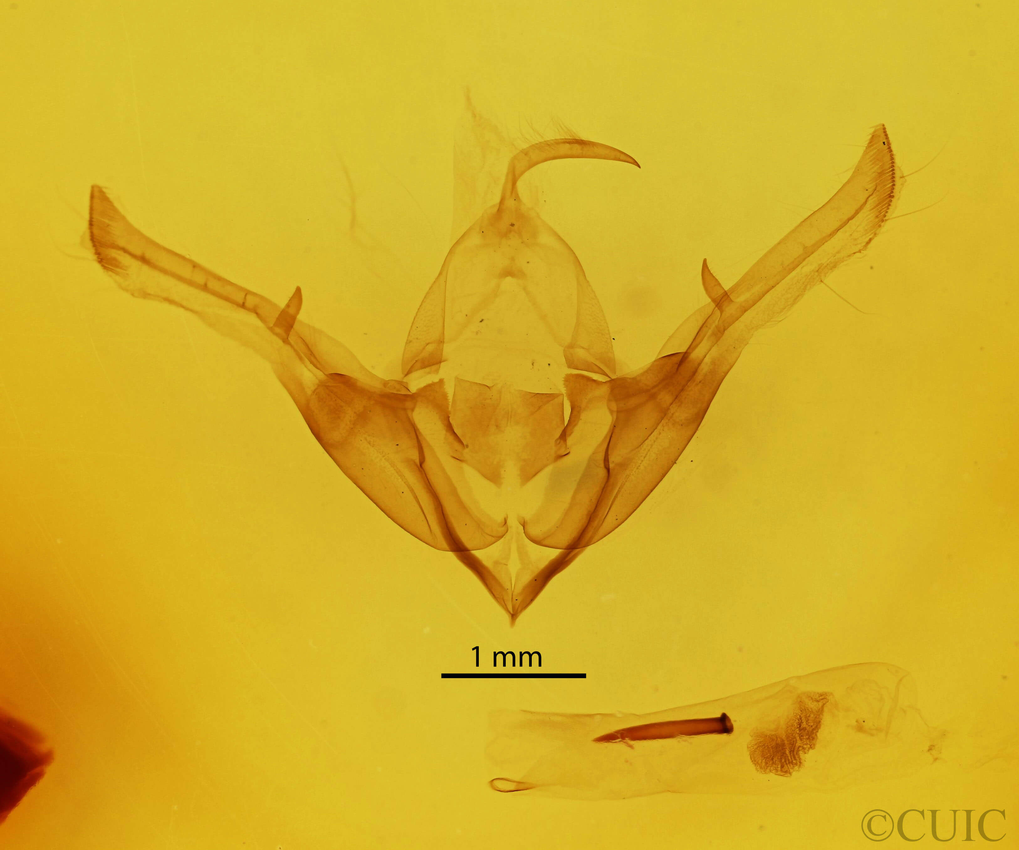 genitalia view of adult Cucullia gnaphalii