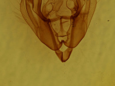 genitalia view of adult Dargida diffusa