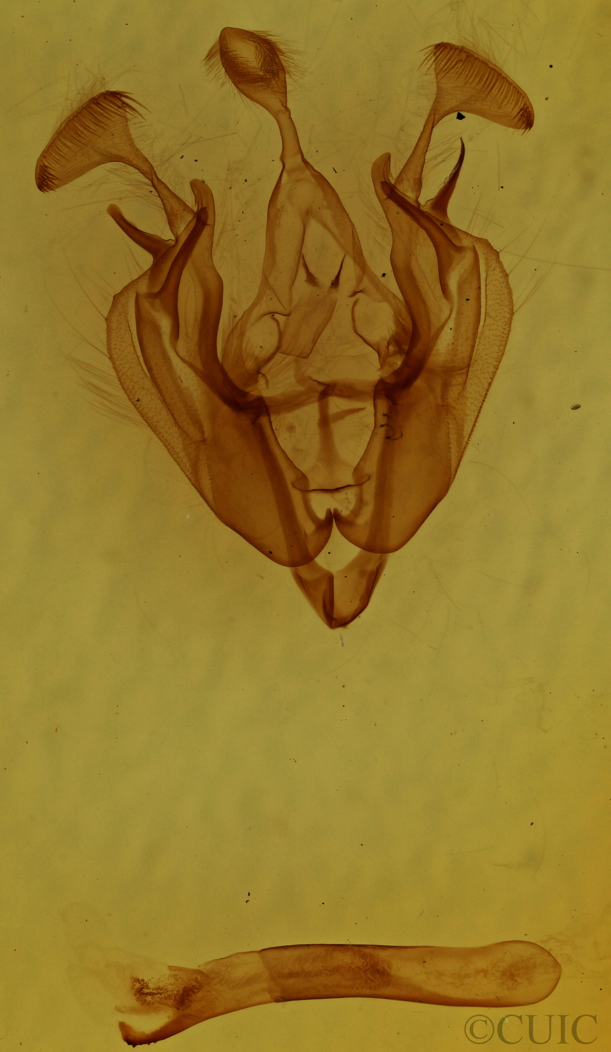 genitalia view of adult Dargida diffusa