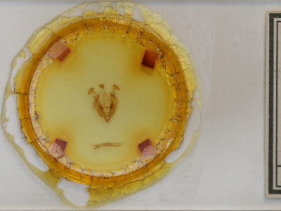 slide view of adult Dargida diffusa