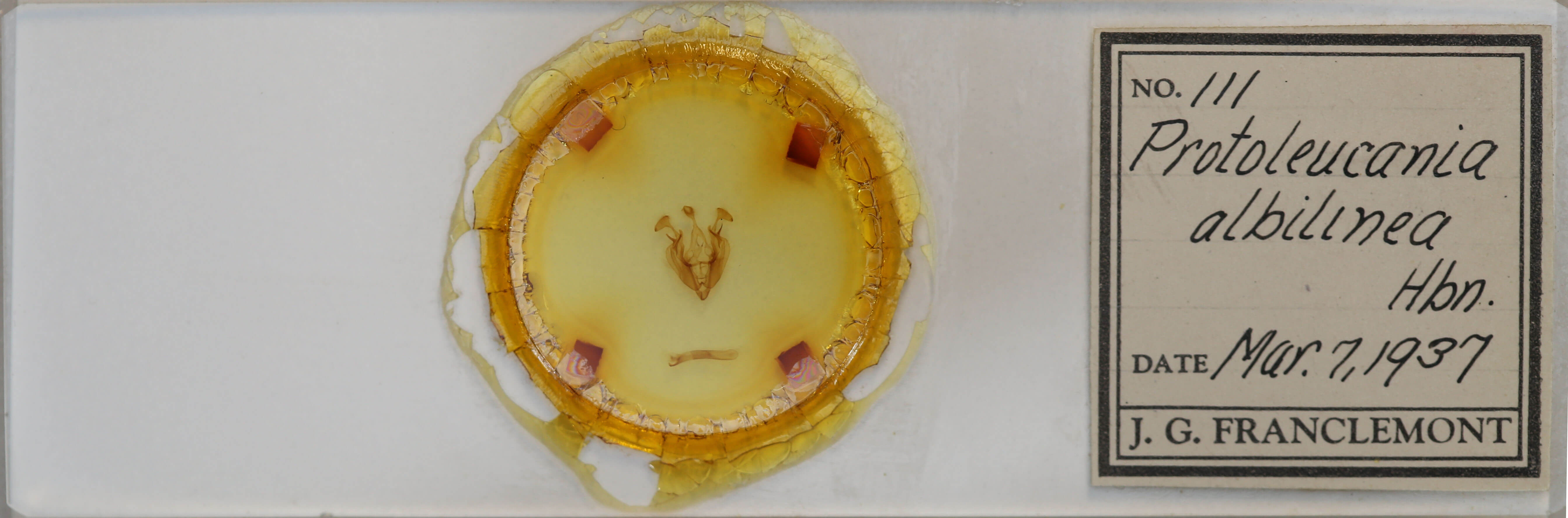 slide view of adult Dargida diffusa