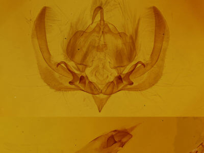 genitalia view of adult Elaphria grata