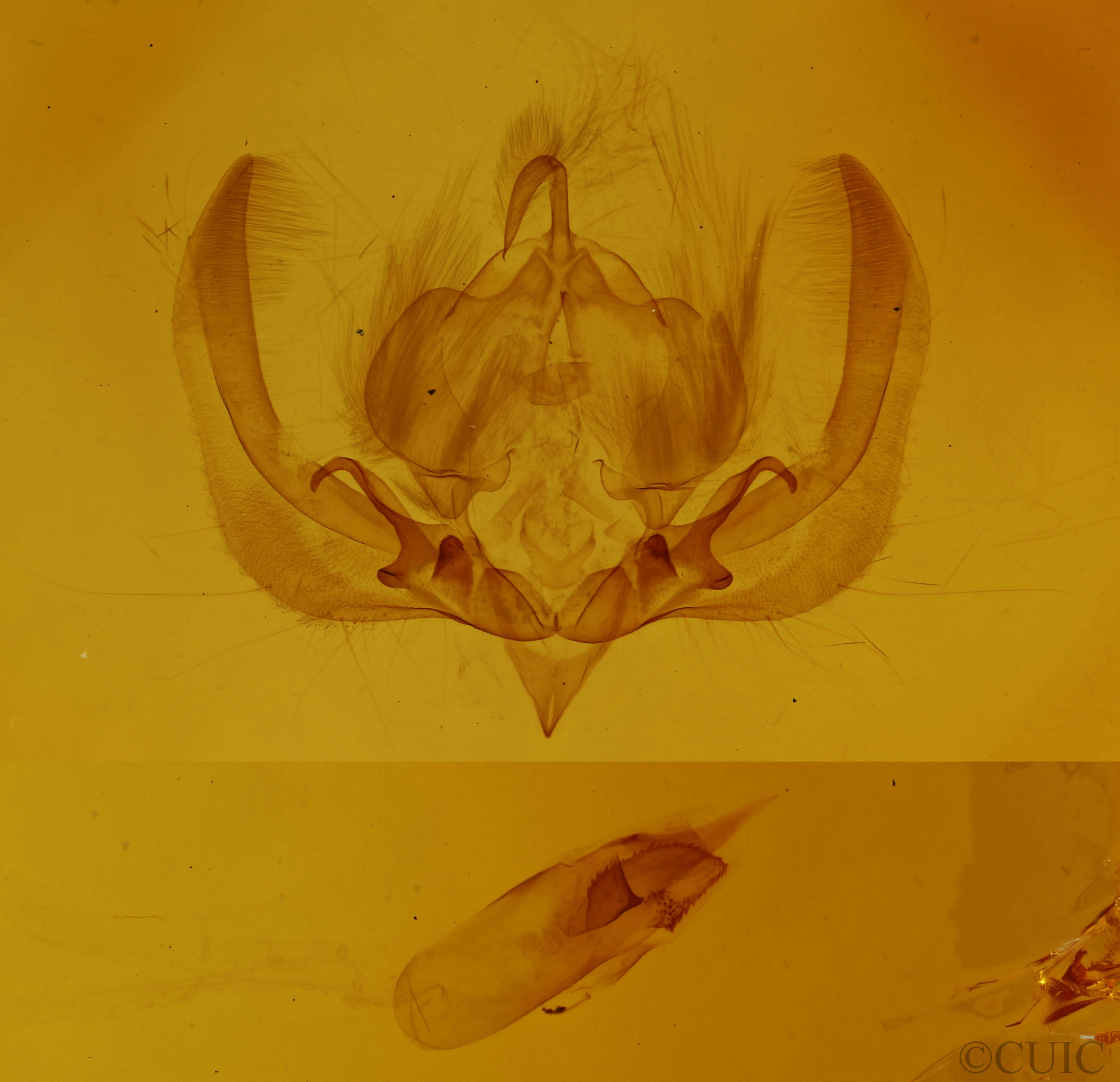 genitalia view of adult Elaphria grata