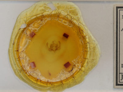 slide view of adult Elaphria grata