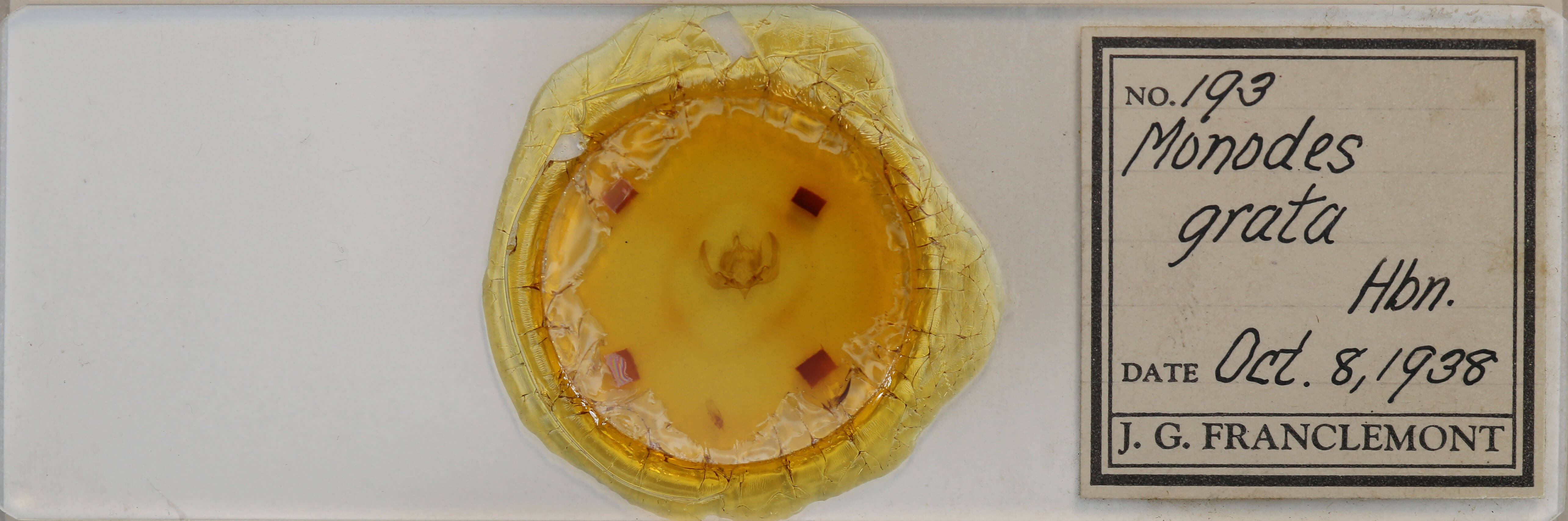 slide view of adult Elaphria grata