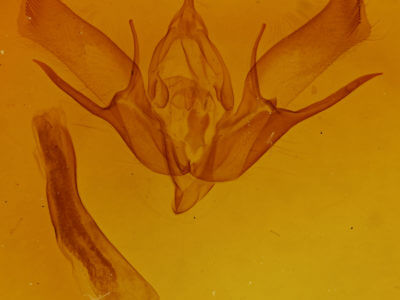 genitalia view of adult Euxoa  messoria