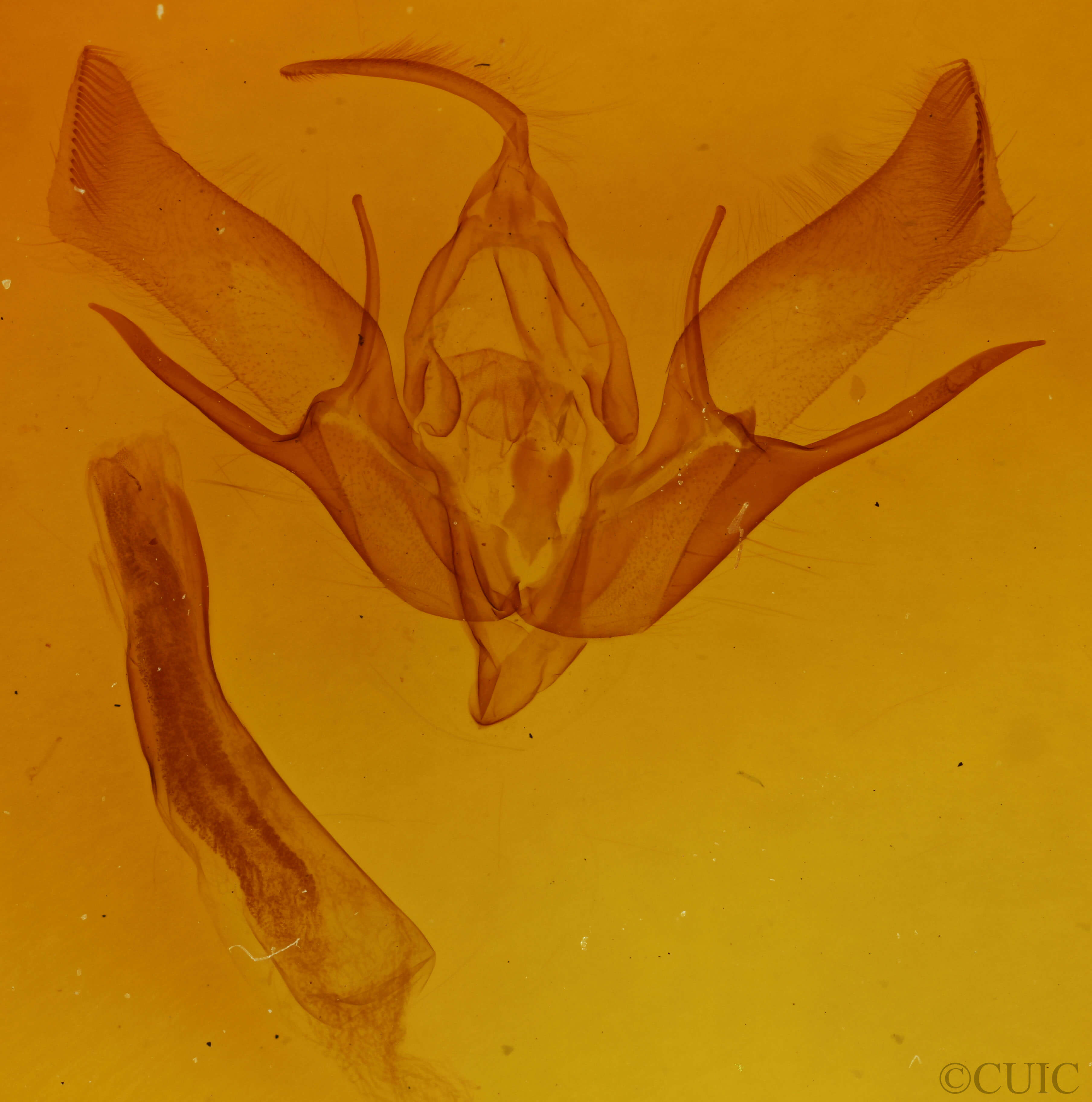 genitalia view of adult Euxoa  messoria