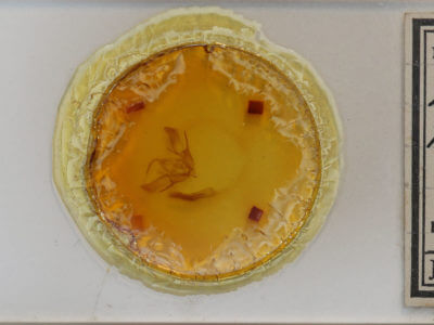 slide view of adult Euxoa  messoria