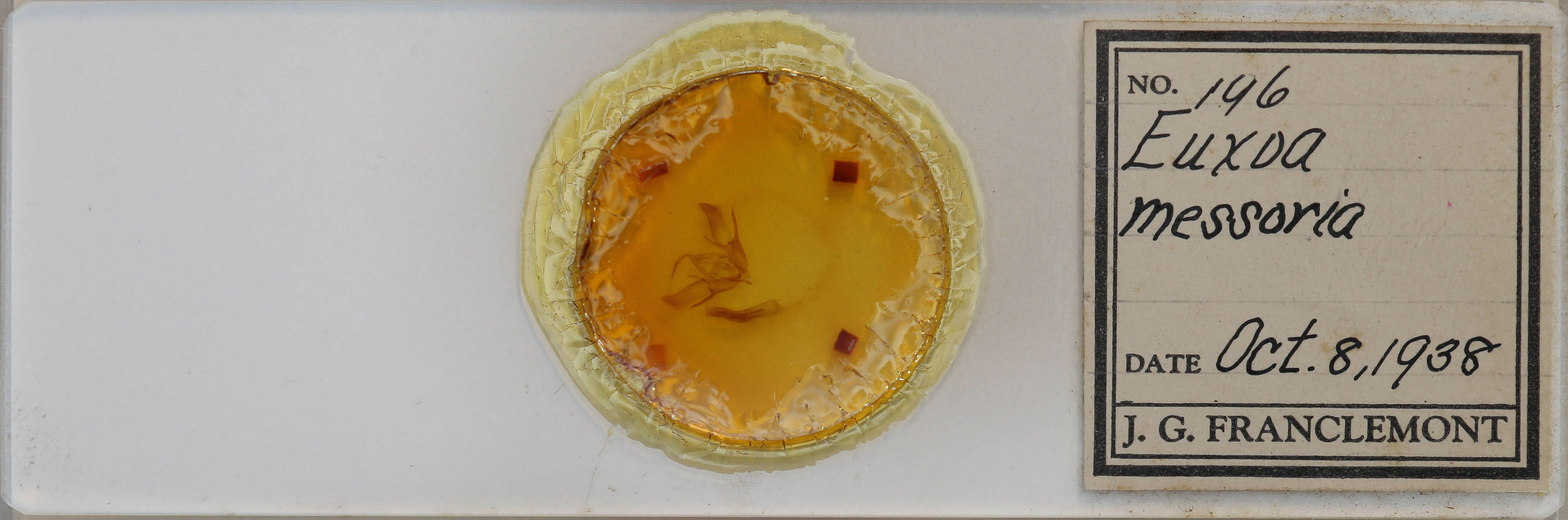 slide view of adult Euxoa  messoria