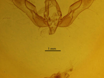 genitalia view of adult Feltia ducens