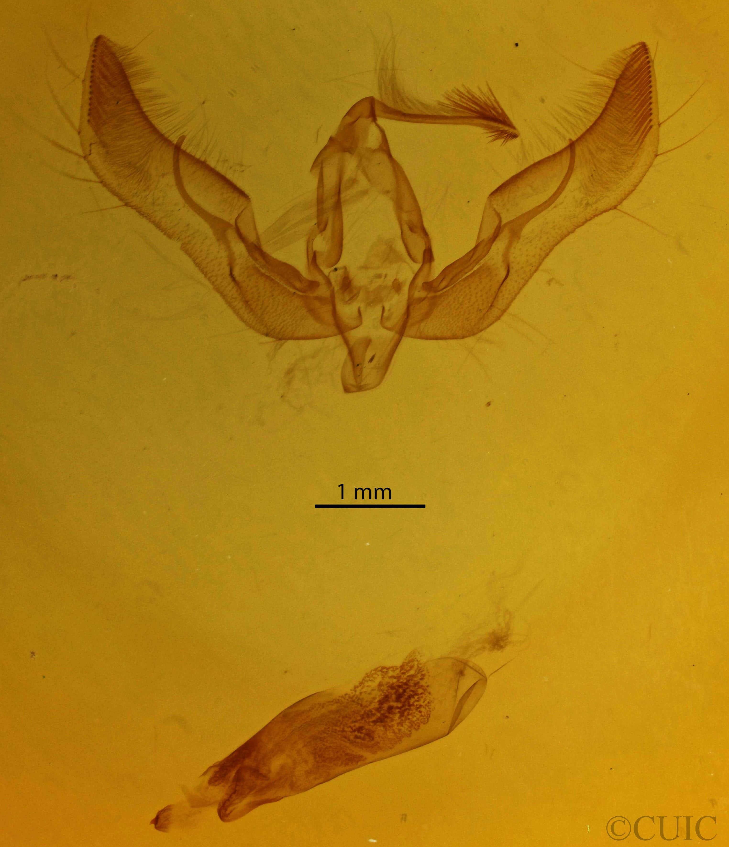 genitalia view of adult Feltia ducens