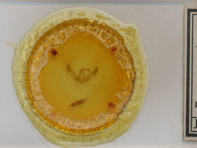 slide view of adult Feltia ducens