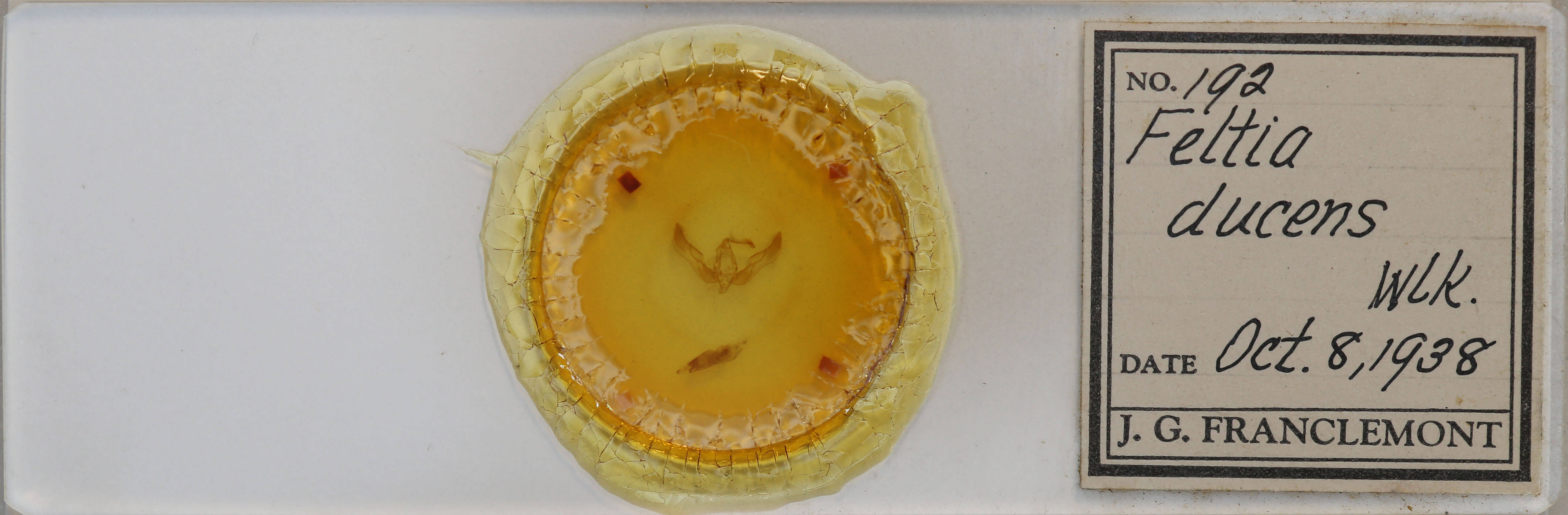 slide view of adult Feltia ducens