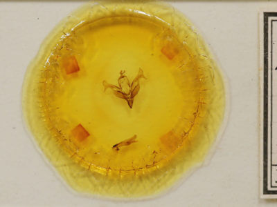 slide view of adult Feralia comstocki