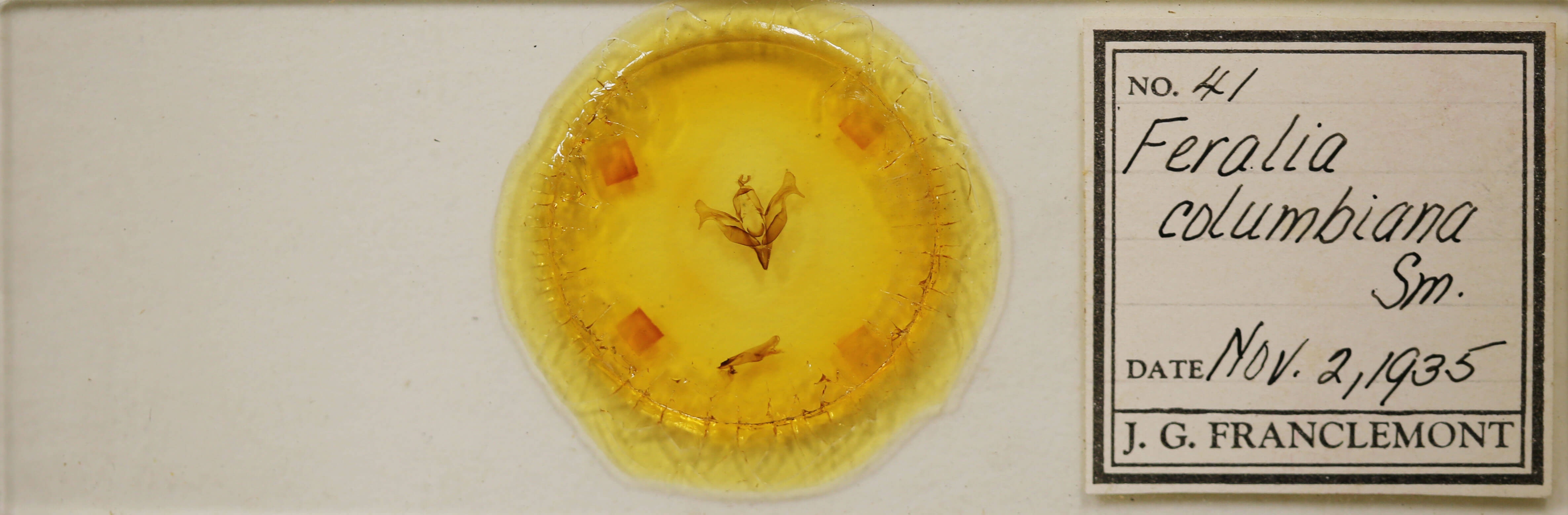 slide view of adult Feralia comstocki