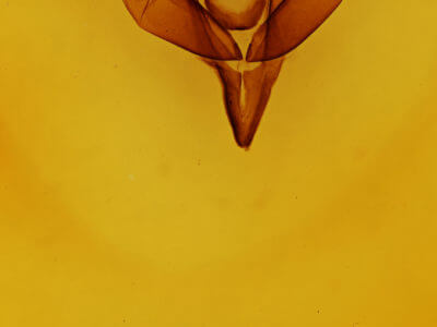 genitalia view of adult Feralia comstocki